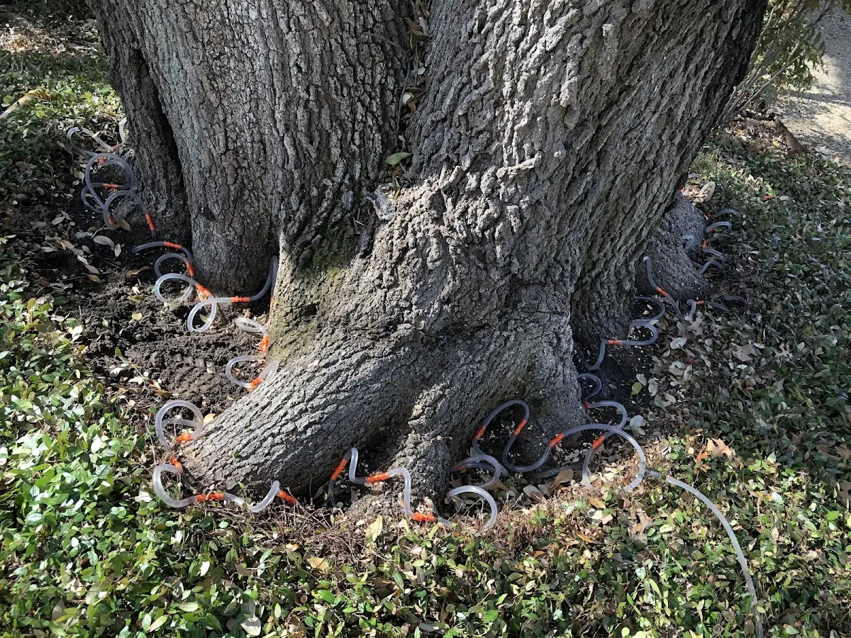 Detailed Tree Cabling and Bracing job site in Port Alsworth