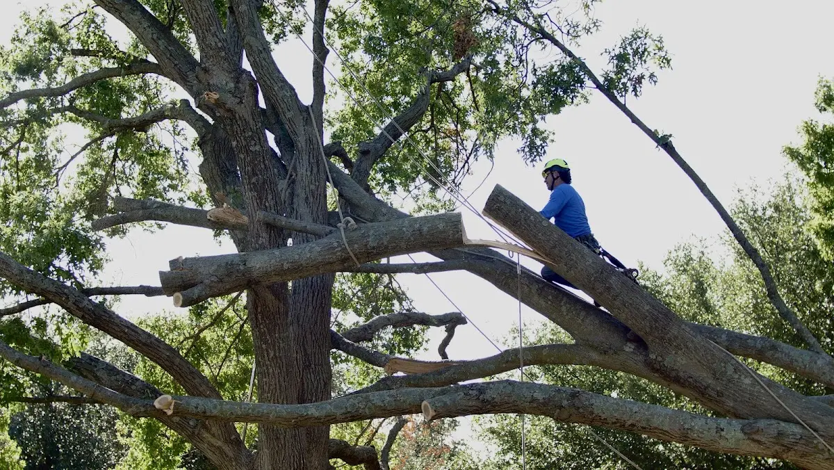 Professional Crown Thinning performed by certified arborists in Port Alsworth
