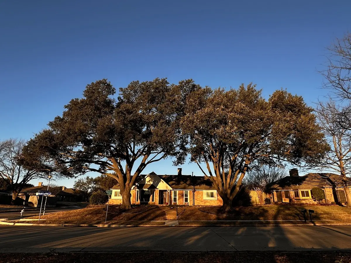 Established residential canopy tree shading a home in Port Alsworth